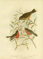 Rougegorge aux flancs fauves, 1891
